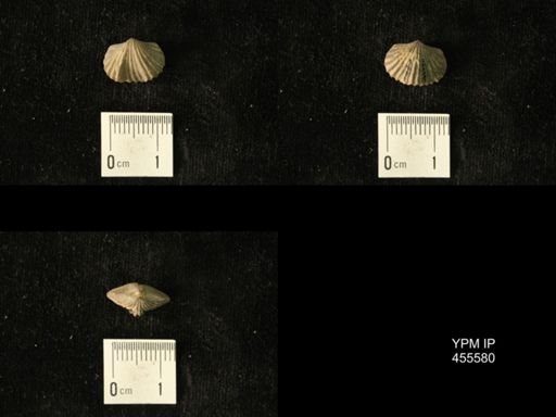 Platystrophia laticosta