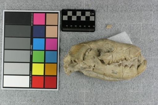 Hyaenodon crucians