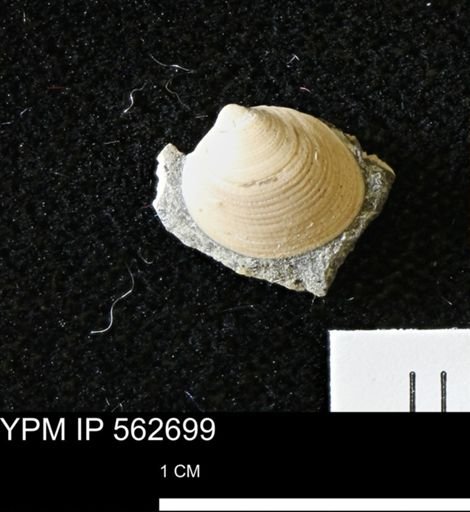 Limopsis striatopunctatus