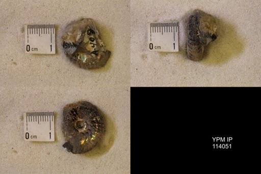 undet. Scaphitidae