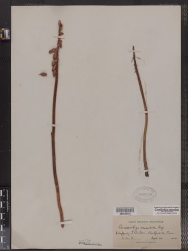 Corallorhiza maculata
