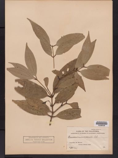 Cinnamomum