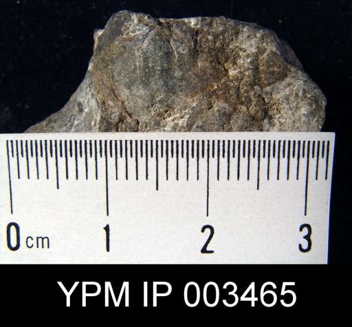 undet. Brachiopoda