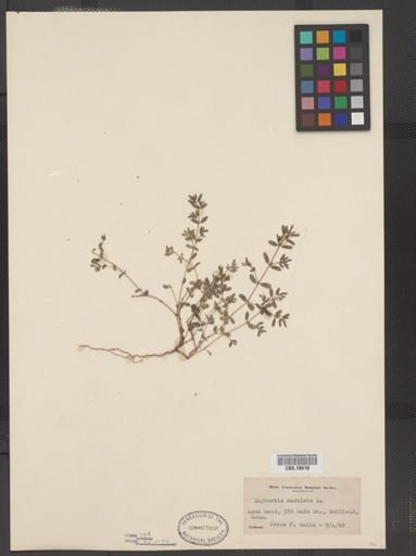 Euphorbia maculata