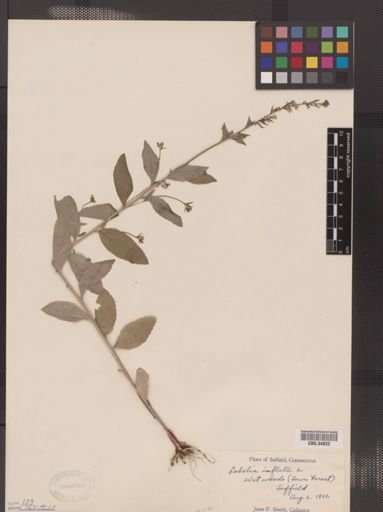 Lobelia inflata