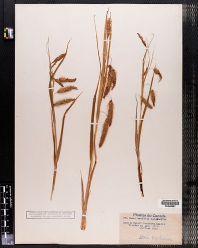 Carex