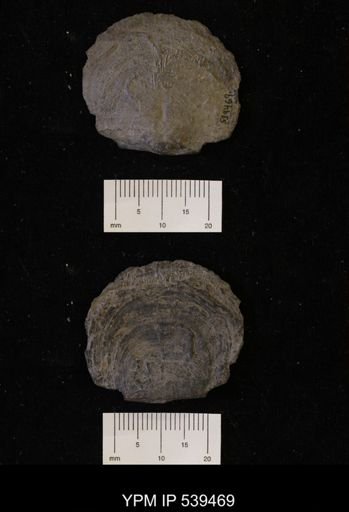 Leptostrophia perplana