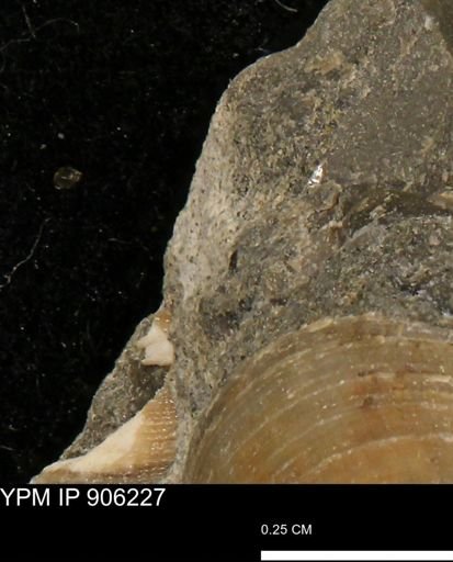 undet. Mollusca