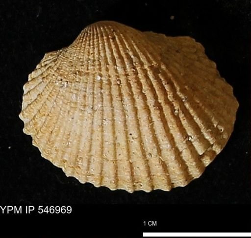 Scapharca transversa