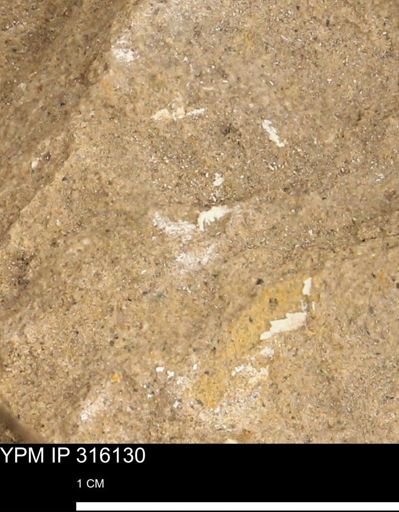 undet. Bivalvia