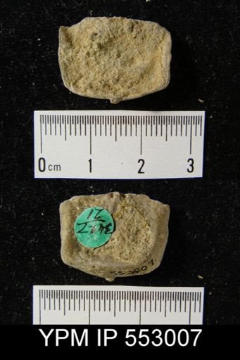 Leptaena rhomboidalis