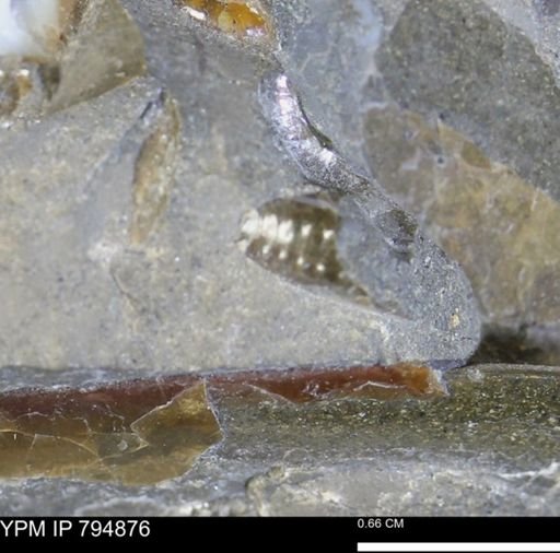 Hoploscaphites?