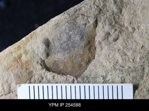 Waeringopterus sp.