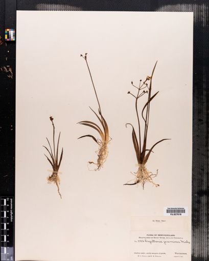 Sagittaria graminea