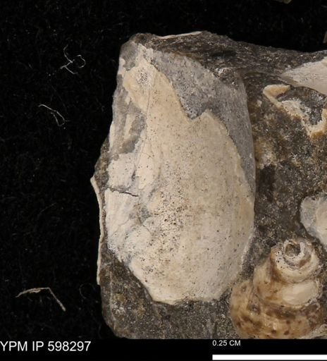 undet. Bivalvia