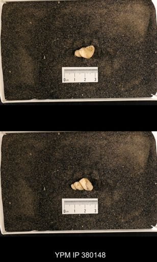 Lophospira bowdeni