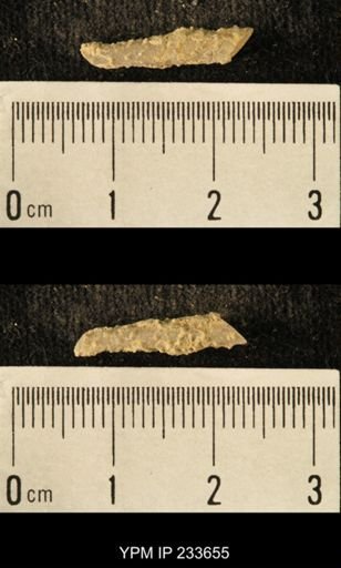 Archaeocidaris sp.