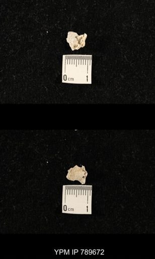 undet. Brachiopoda