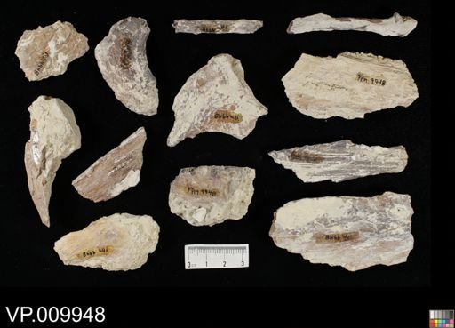 Xiphactinus?