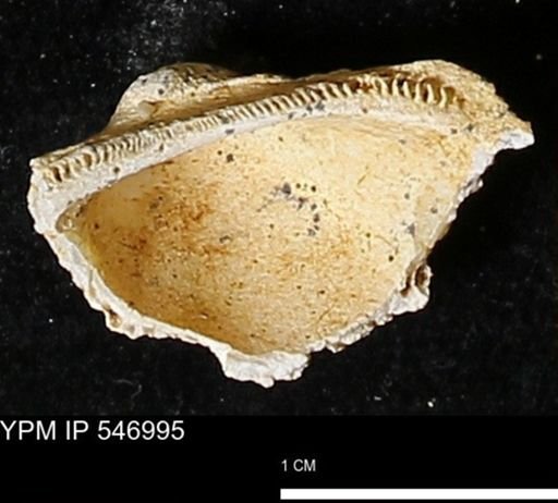 Scapharca transversa