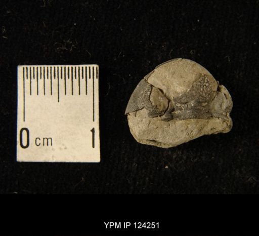 Phacops rana