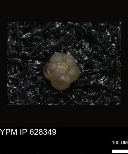 undet. Foraminiferida
