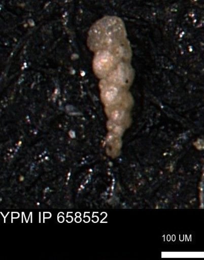 Verneuilinoides kansasensis