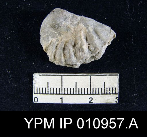 Meekella irregularis texana
