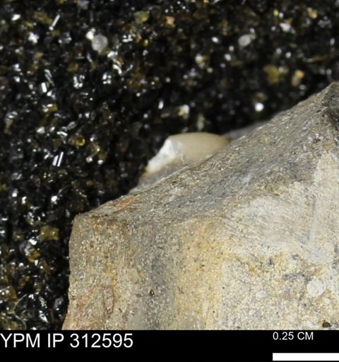 undet. Bivalvia