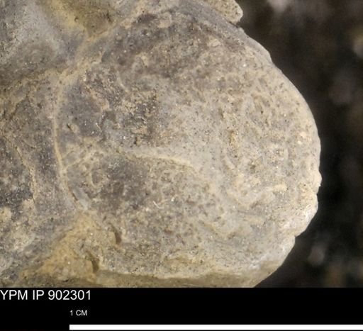 undet. Mollusca