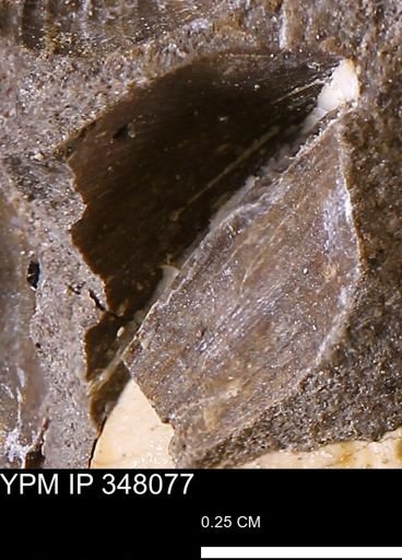 undet. Bivalvia