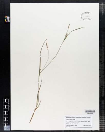 Carex aurea