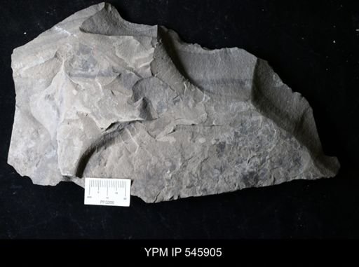 undet. Eurypterida