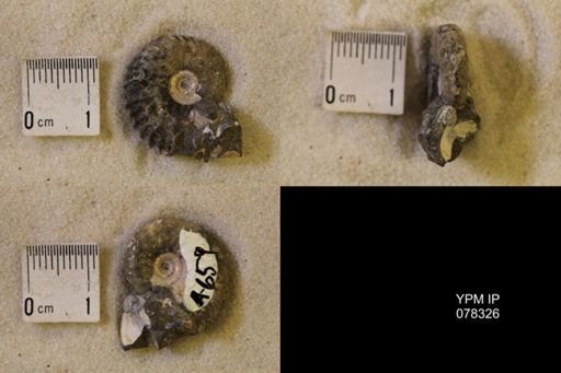 undet. Scaphitidae
