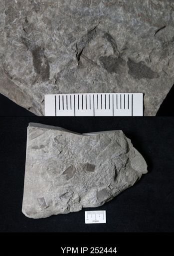 undet. Eurypterida