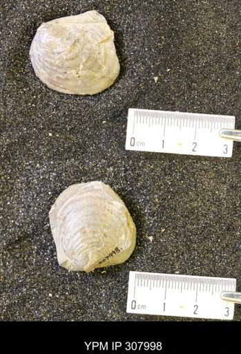 Inoceramus?