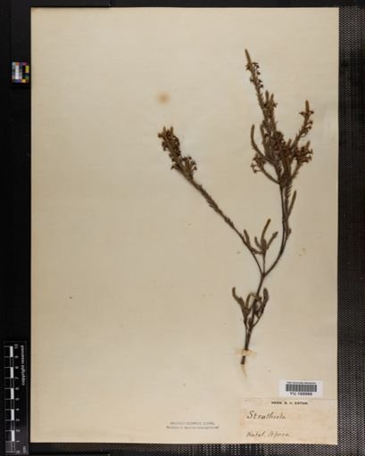 Plantae