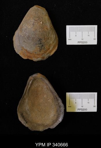 Ostrea translucida