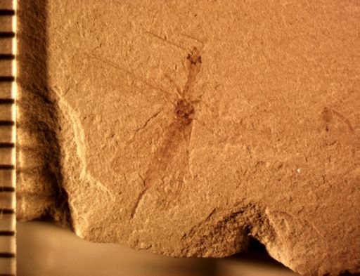 undet. Raphidioptera