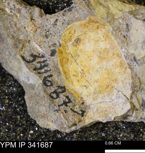 Scaphites?