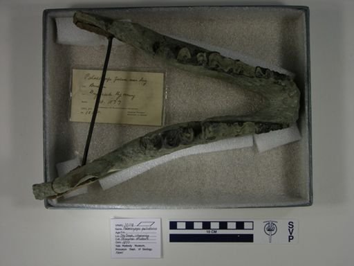 Palaeosyops paludosus