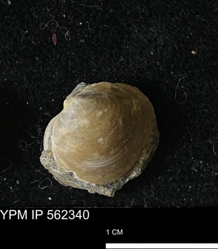 Limopsis striatopunctatus
