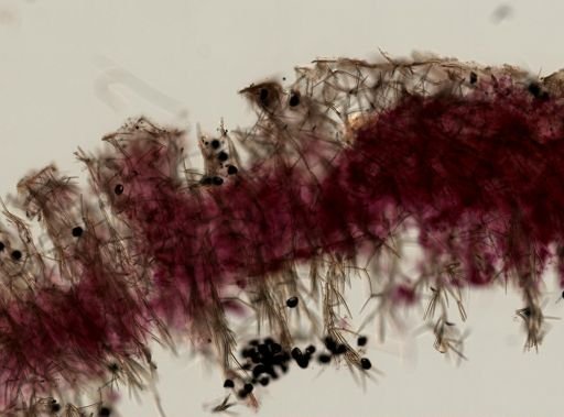 Clathria pennata