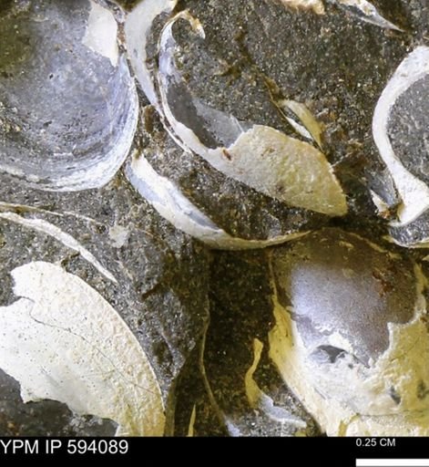 Limopsis? striatopunctatus