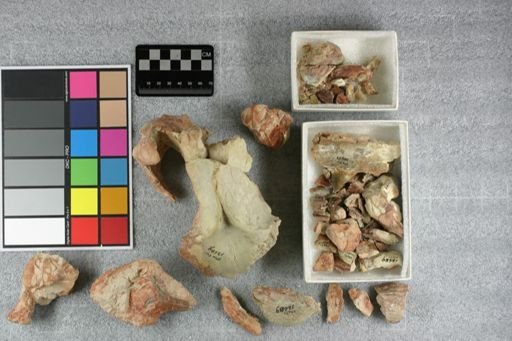 Archaeotherium mortoni