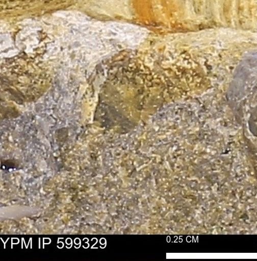 Protocardia subquadrata