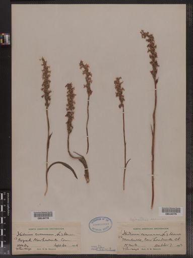 Spiranthes cernua