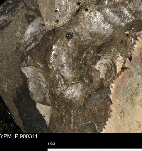Anomia gryphorhyncha