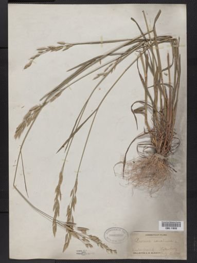 Bromus secalinus