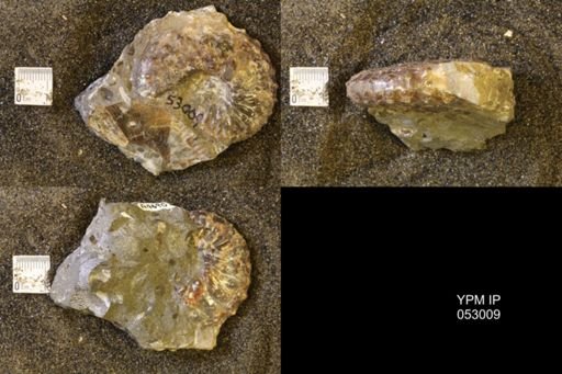 Discoscaphites gulosus
